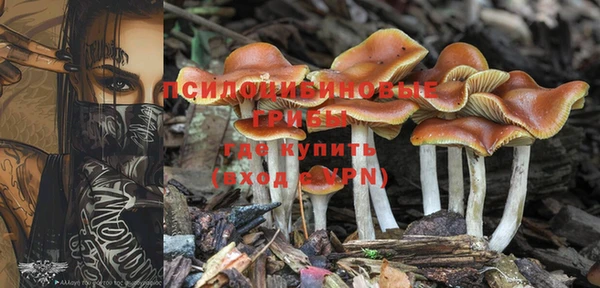 прущие грибы Алзамай